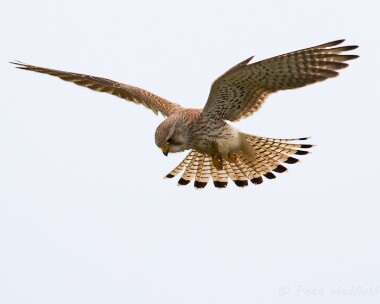 kestrel050514 Kestrel Langness, Isle of Man