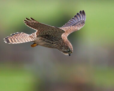 kestrel080111 Common Kestrel Strandhall, Isle of Man