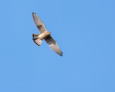 kestrel081022 Kestrel Coquest Estuary, Northumberland