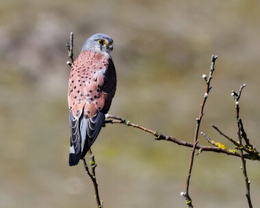 kestrel100425 Kestrel Burnham Overy Dunes, Norfolk