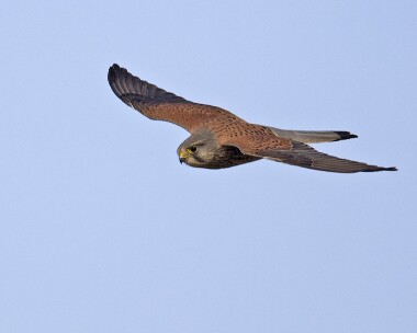 kestrel120309 Common Kestrel Langness, Isle of Man