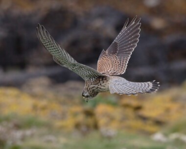 kestrel14 Common Kestrel Langness, Isle of Man