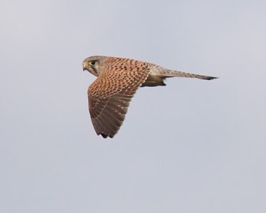kestrel15 Common Kestrel Langness, Isle of Man