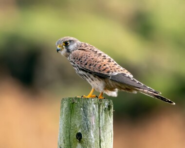 kestrel221018 Kestrel Porthgwarra, Cornwall