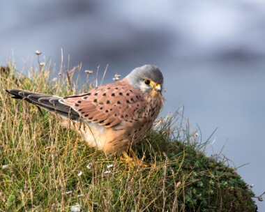 kestrel251018 Kestrel Lands End, Cornwall