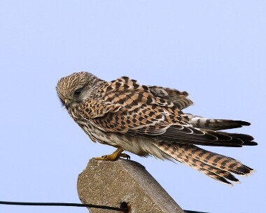 kestrel270908 Kestrel Point of Ayre, Isle of Man