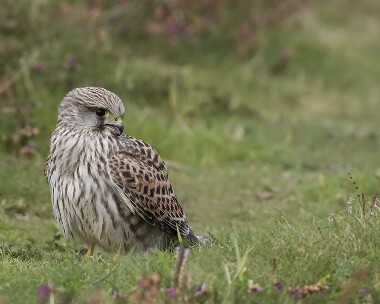 kestrel270908b Kestrel Point of Ayre, Isle of Man