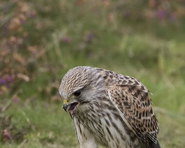 kestrel270908c Kestrel Point of Ayre, Isle of Man