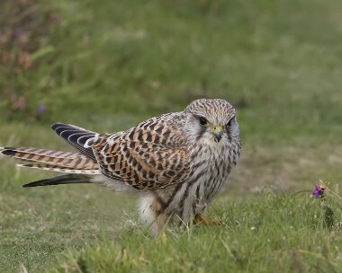 kestrel270908d Kestrel Point of Ayre, Isle of Man