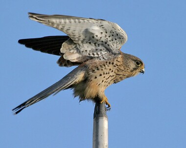 kestrel8new Common Kestrel Derbyhaven, Isle of Man