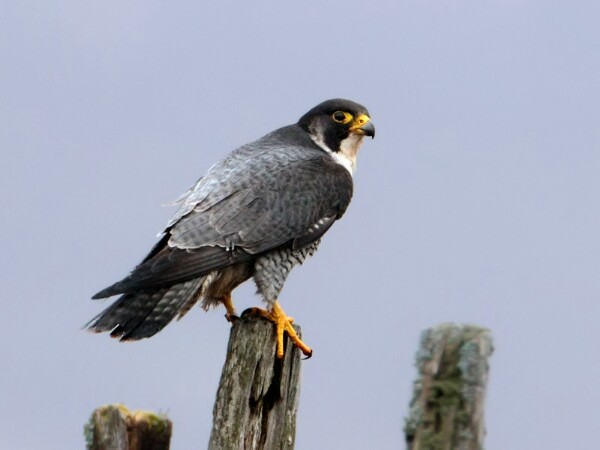 Peregrine