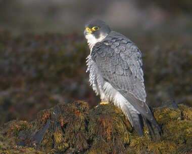 peregrine10 Peregrine Langness, Isle of Man