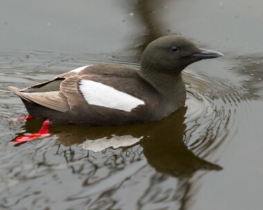 blackguillemot100612 Black Guillemot Peel, Isle of Man