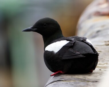 blackguillemot110312 Black Guillemot Peel, Isle of Man