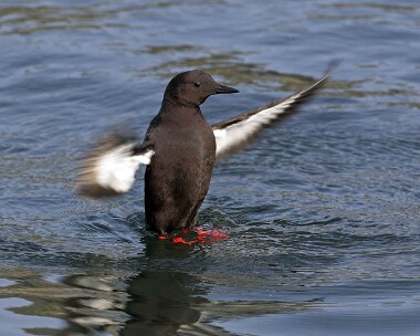 blackguillemot20070414b Black Guillemot Peel, Isle of Man