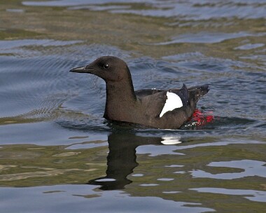 blackguillemot20070414c Black Guillemot Peel, Isle of Man
