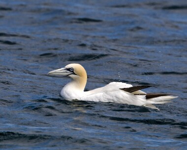 gannet190709 Gannet Point of Ayre, Isle of Man