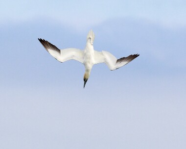 gannet250807 Gannet The Phurt, Isle of Man
