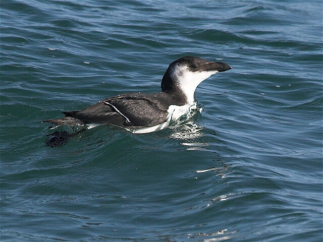 Razorbill wildlife photography