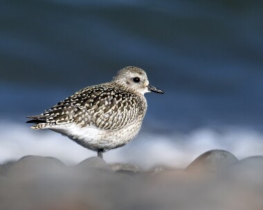 greyplover061007 Grey Plover Smeale, Isle of Man