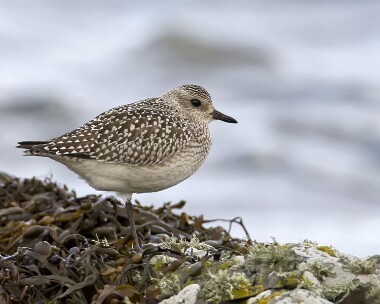 greyplover091207b Grey Plover Fort Island, Isle of Man