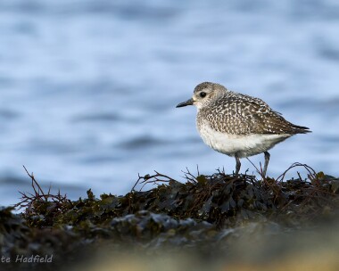 greyplover240213b Grey Plover Fort Island, Isle of Man