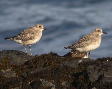 greyplover3 Grey Plover Derbyhaven, Isle of Man