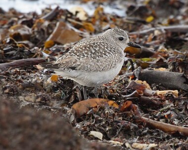 greyplover5 Grey Plover Sandwick, Isle of Man