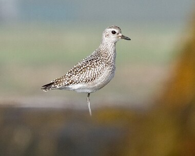 greyplover6 Grey Plover Fort Island, Isle of Man