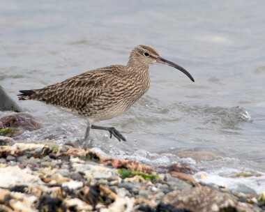 whimbrel240425b Whimbrel Derbyhaven, Isle of Man