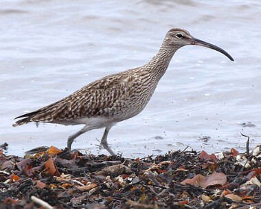 whimbrel5 Whimbrel Sandwick, Isle of Man