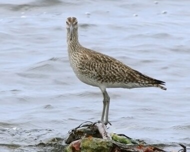 whimbrel7 Whimbrel Sandwick, Isle of Man