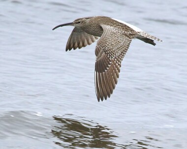 whimbrel8 Whimbrel Sandwick, Isle of Man