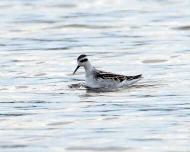 redneckedphalarope091017 Red-necked Phalarope Kelling Quags, Norfolk