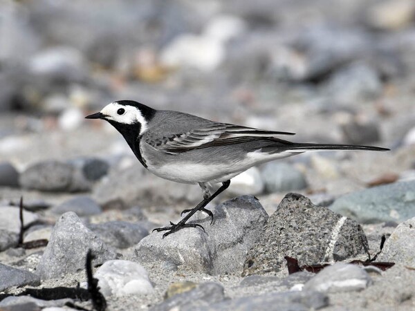 Pied Wagtail