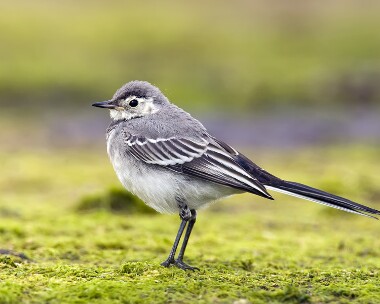 piedwagtail160709 Pied Wagtail Langness, Isle of Man