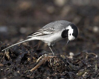 whitewag20070420 White Wagtail Sandwick, Isle of Man