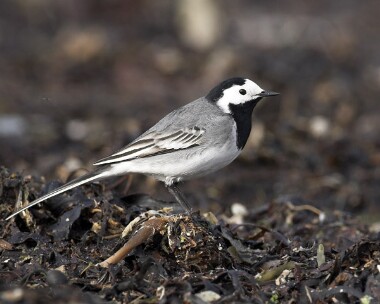 whitewag20070420b White Wagtail Sandwick, Isle of Man