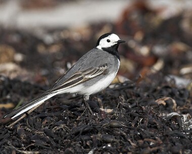 whitewag20070420c White Wagtail Sandwick, Isle of Man