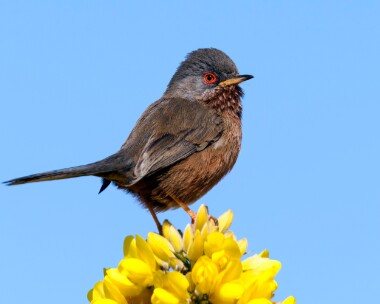 dartfordwarbler070425s Dartford Warbler Kelling, Norfolk