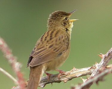 grahopper5 Grasshopper Warbler Langness, Isle of Man
