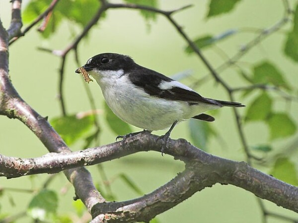 Pied Flycatcher