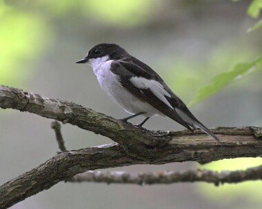 piedfly Pied Flycatcher Llangollen, North Wales