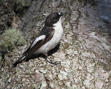 piedfly1 Pied Flycatcher Llangollen, North Wales