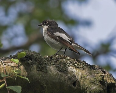 piedfly2 Pied Flycatcher Llangollen, North Wales