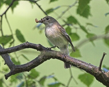 piedfly3 Pied Flycatcher Llangollen, North Wales