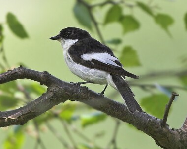 piedfly6 Pied Flycatcher Llangollen, North Wales