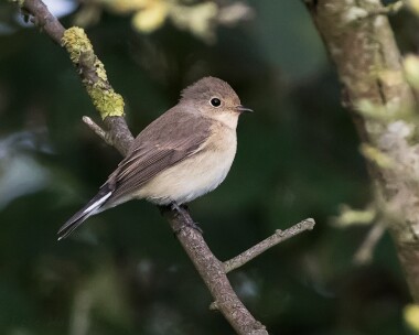 redbreastedflycatcher081016 Red-breasted Flycatcher Warham Greens, Norfolk