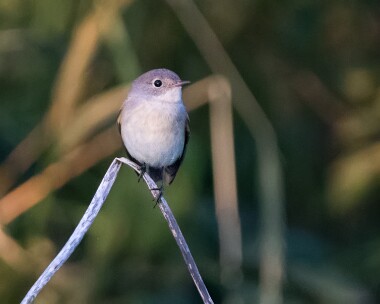 redbreastedflycatcher180916c Red-breasted Flycatcher Salthouse, Norfolk
