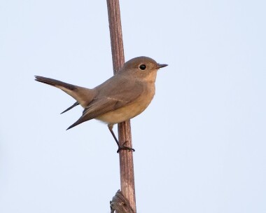 redbreastedflycatcher180916e Red-breasted Flycatcher Salthouse, Norfolk